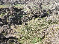 otte Scorciavacca20110306 074